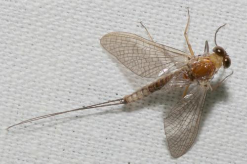 Heptagenia longicauda